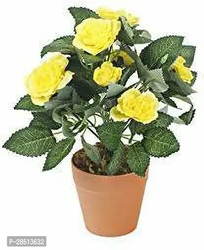 Natural Live Plant for Home Garden-thumb0