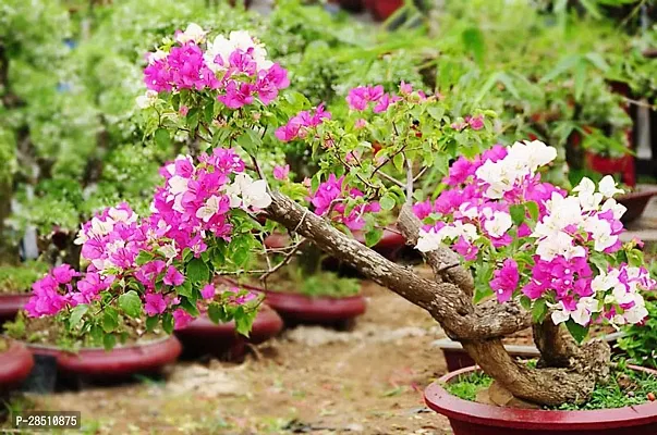 Natural Live Plant for Home Garden-thumb0