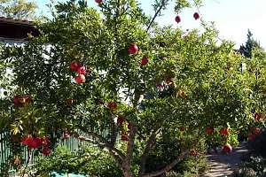 Pomegranate Plant  Bedana Plant kingdom90-thumb1