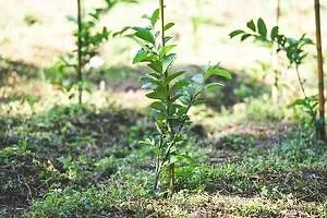 Earth Angels Guava Plant GUAVA PLANT ER4-thumb1