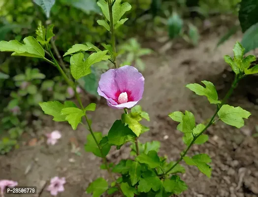 Hibiscus Plant  Hibiscus001-thumb3