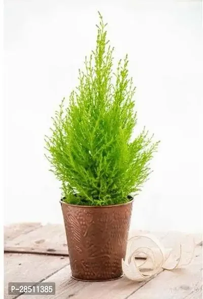 Natural Live Plant for Home Garden-thumb0