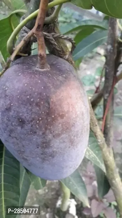 Mango Plant  Indian Black stone mango Plant-thumb2