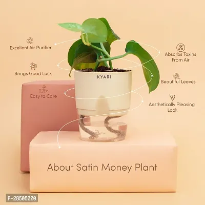 Money Plant  Live Satin Money Plant  Self Watering Cream Pot  Luck  Prosperity  Indoor Plant-thumb2