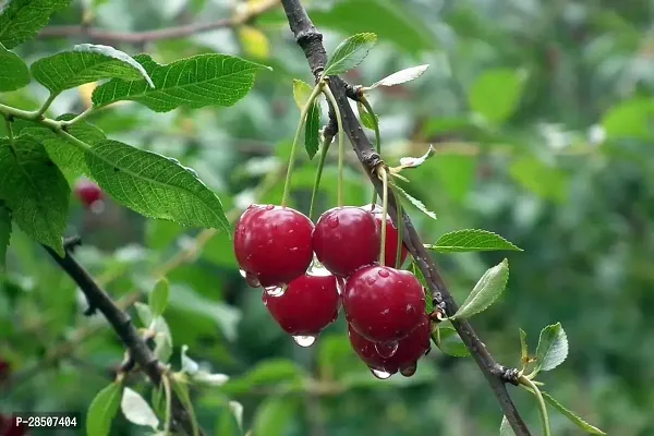 Cherry Fruit Plant  CHCC01