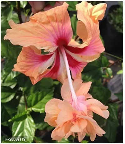 Hibiscus Plant  Joba  Oxygp15-thumb0