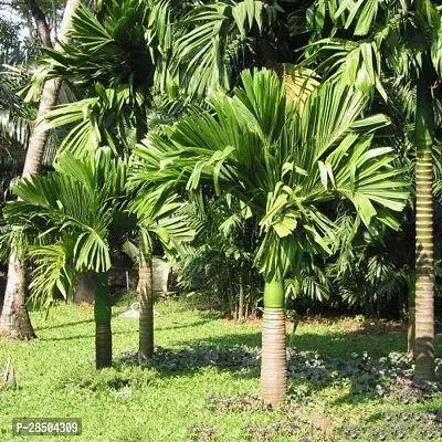 Betel NutSupari Plant  Hybrid Dwarf Arecanut 2 ft Betel Nut Live Plant  combo pack  2 Healthy Plant-thumb0