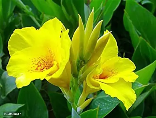 Canna Lily Plant  Canna Lily Variegated Striata Yellow Plant  With Pot   Decorative Outdoor Flower Plant-thumb0