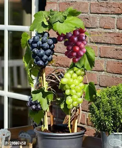 Grape Plant  Grapes  Angoor  Angur Plant-thumb0