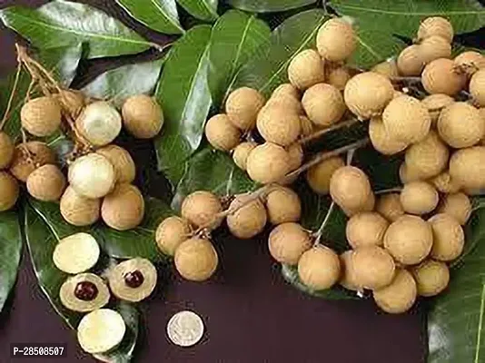 Litchi Plant  Ashfal XOxy-thumb0