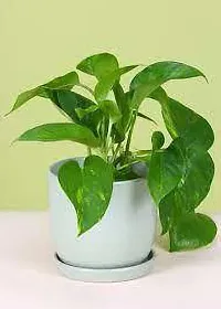 Natural Live Plant for Home Garden-thumb1