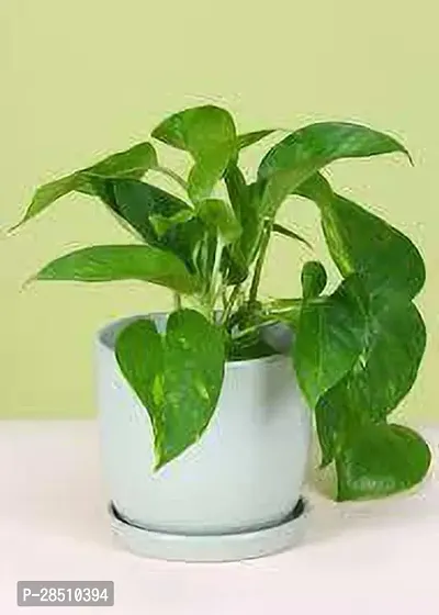 Natural Live Plant for Home Garden-thumb2