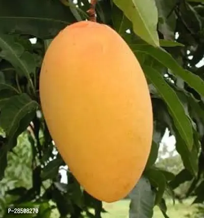 Mango Plant  Mango Plant kingdom195-thumb0