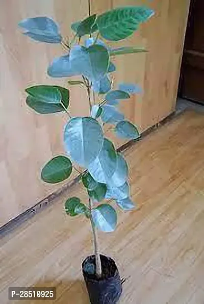 Natural Live Plant for Home Garden-thumb0