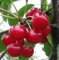 Cherry Fruit Plant  Grafted Sweet Red Cherry Live Plant-thumb1