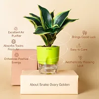 Snake Plant  Sansevieria Golden Hahnii Snake Live Plant    Green Self Watering Pot  Live Plant-thumb1