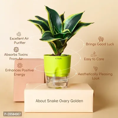 Snake Plant  Sansevieria Golden Hahnii Snake Live Plant    Green Self Watering Pot  Live Plant-thumb2