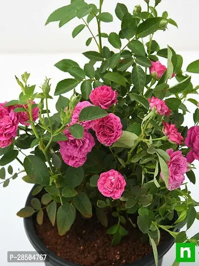 Rose Plant  Pink all Time Climbing Rose Plant  0 31-thumb0