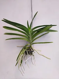 Orchid Plant  Vanda Orchid Flower Plant  1-thumb2