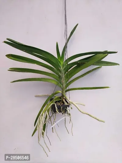 Orchid Plant  Vanda Orchid Flower Plant  1-thumb3