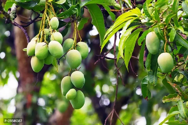 Mango Plant  Dasheri Mangoes Fruit Live Plant-thumb2