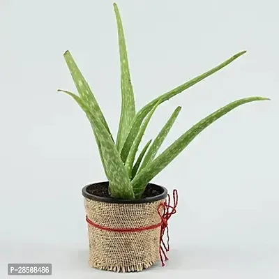 Aloe Vera Plant  Aloevera XPP01-thumb0