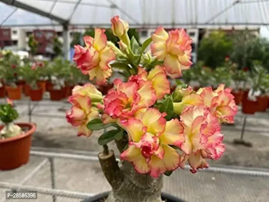 Adenium Plant  ADENIUM ZZ Plant-thumb0