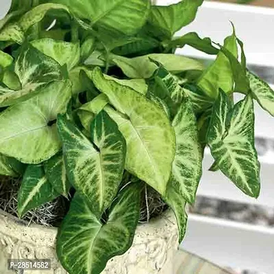 Natural Live Plant for Home Garden-thumb0