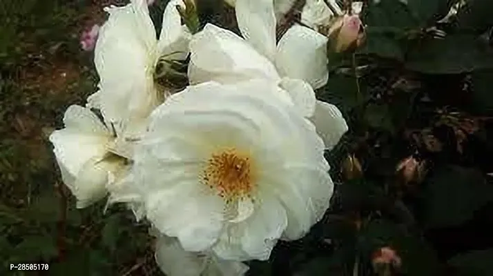 Rose Plant  china white rose Plant-thumb0