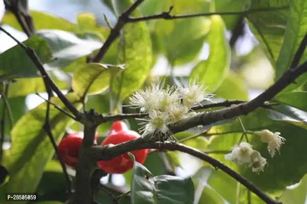 Jamun Plant  Java Apple  Makopa  Jambu Klampok  Chomphu khieo  Jambu Semarang 006-thumb3