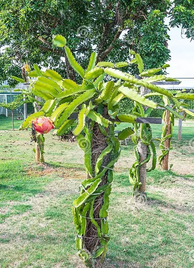 Trendy Plant & Planters 