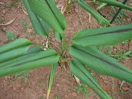 Heart Leaf Oxycardium Plant  Plant  BLACK TURMERIC-thumb2