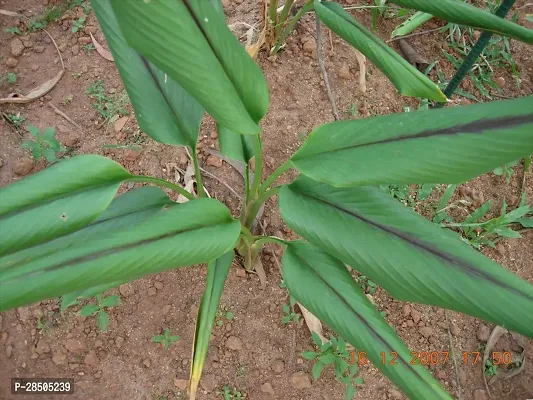 Heart Leaf Oxycardium Plant  Plant  BLACK TURMERIC-thumb3