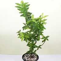 Guava Plant  GUAVA Plant  a21-thumb1