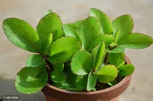 Natural Live Plant for Home Garden-thumb0