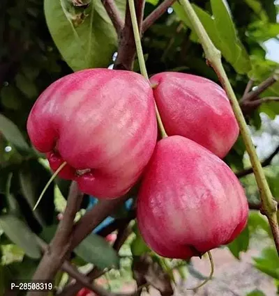 Jamun Plant  Jamrul Plant kingdom20