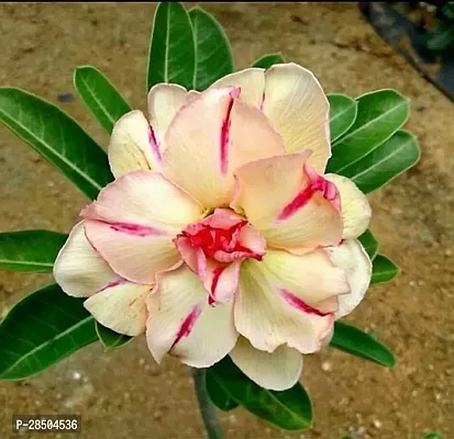 Adenium Plant  Adenium Plant  Hybrid Bi0015-thumb0