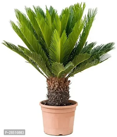 Natural Live Plant for Home Garden-thumb0