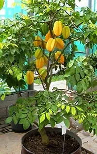 Earth Angels Star Fruit Carambola Grafted Plant Hybrid star fruit plant99-thumb1