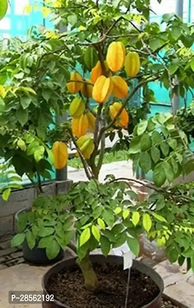 Earth Angels Star Fruit Carambola Grafted Plant Hybrid star fruit plant99-thumb2