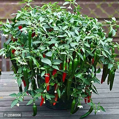 MirchChilli Plant  Chilli XPBReba256-thumb0