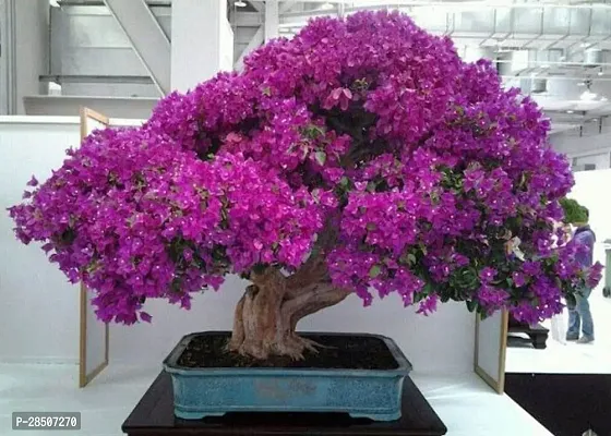 Bougainvillea Plant  bmb11