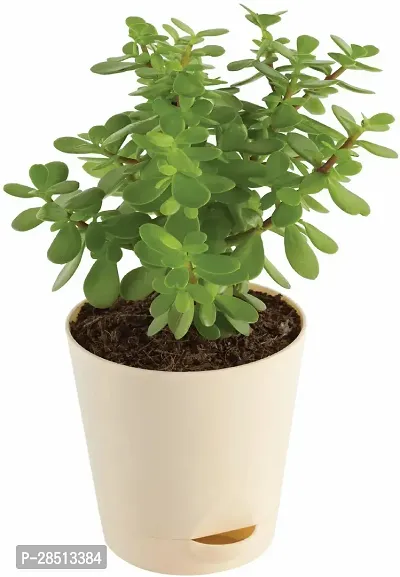 Natural Live Plant for Home Garden-thumb0