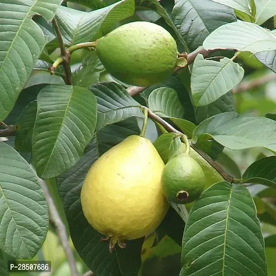 Guava Plant  Guava Plant heaven105