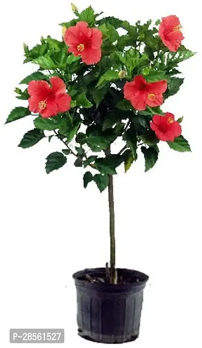 Earth Angels Hibiscus Plant Hibiscus Red Plant-thumb0