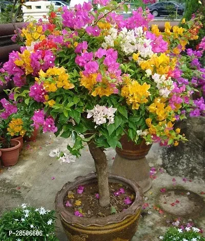 Baugainvillea Plant  Bougainvillea Plant  Kagaj Flower Live Plant  FP588-thumb0