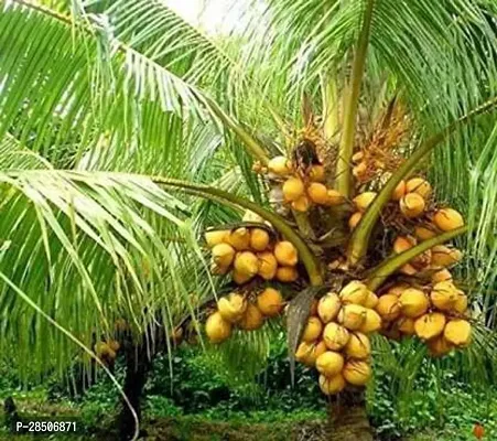 Coconut Plant  NARIAL Plant 2222-thumb0