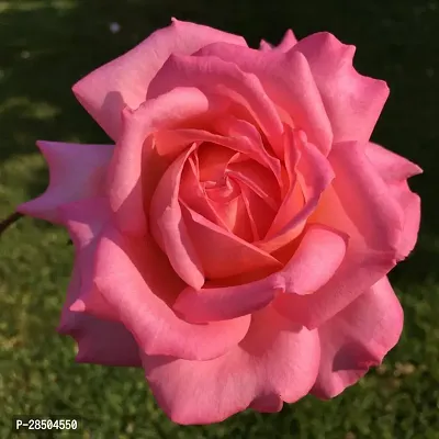 Rose Plant  Abracadabra Hybrid Rose Plant  Grafted H0024-thumb0