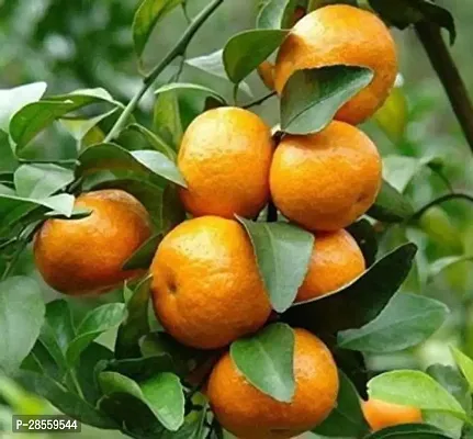 Earth Angels Orange Plant Live original orange tree