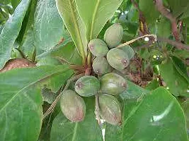 Almond Plant  Badam Almond XOxygreenPlant 2-thumb1